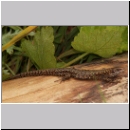 Zootoca vivipara - Waldeidechse 03.jpg